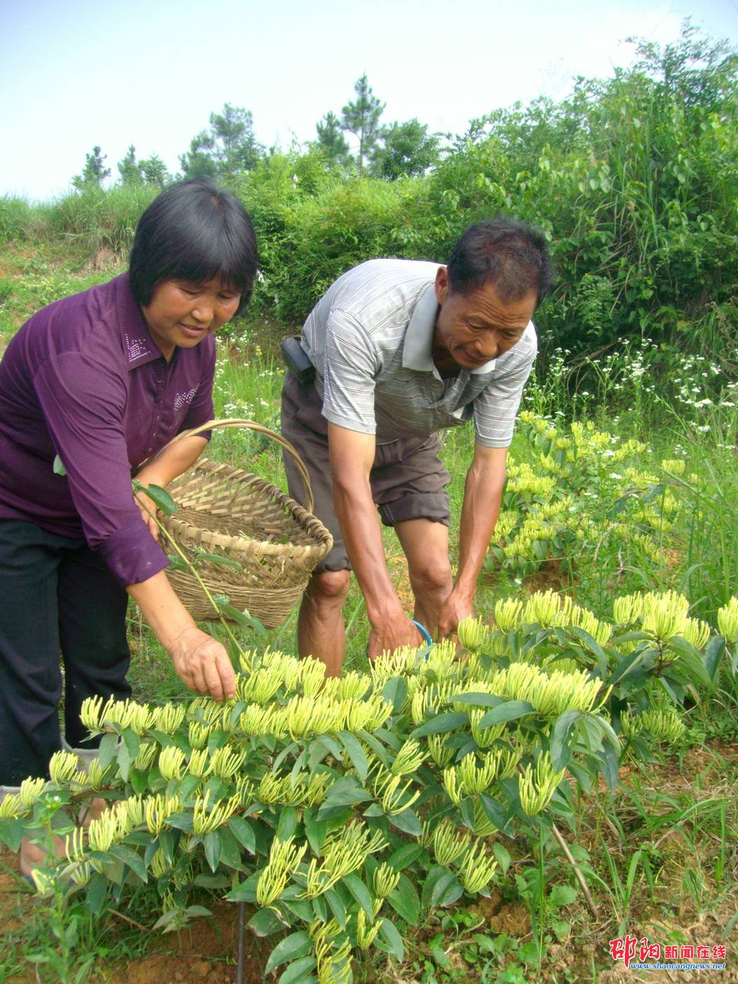 隆回南面金银花流芳溢彩