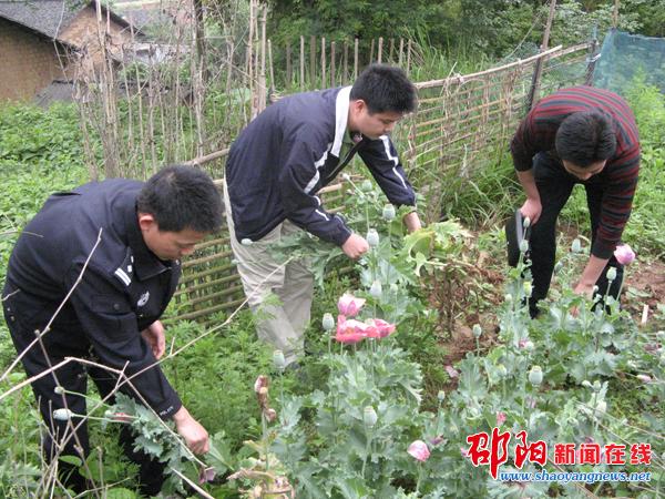 大祥区面铺乡铲除某农户种植的近60株罂粟花(图)