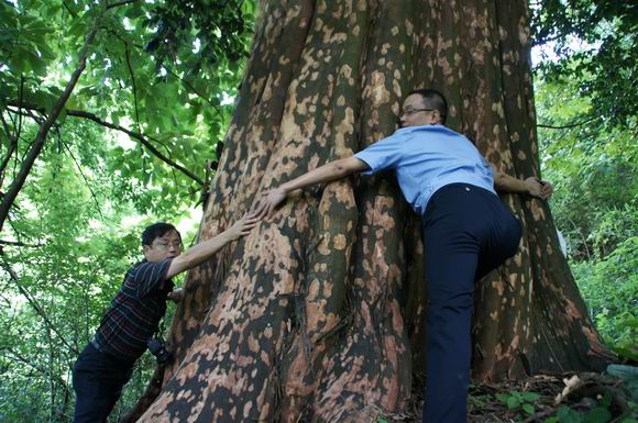 城步县发现“湖南紫薇王” 主干围径十二米