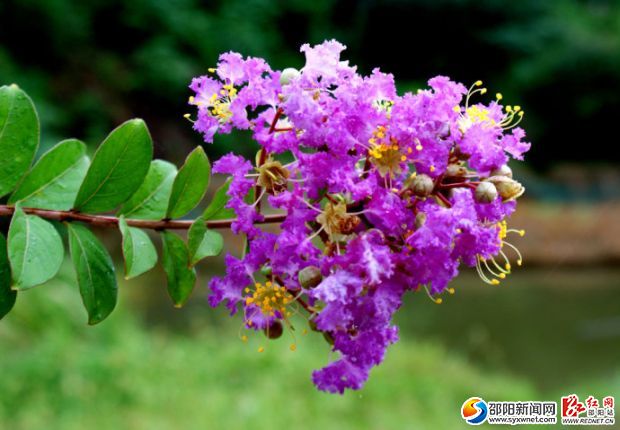 香樟树、紫薇花或将分别当选为邵阳市市树、市花